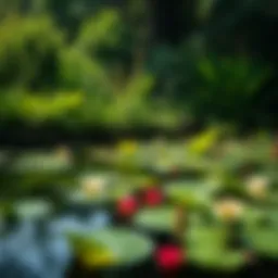 A serene pond with lush greenery and vibrant aquatic plants.