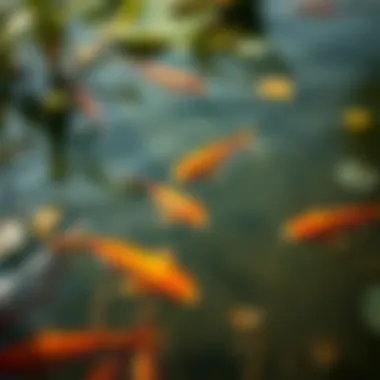 Clarity of Pond Water and Its Inhabitants Close-up of pond water with clear visibility of fish and plants.