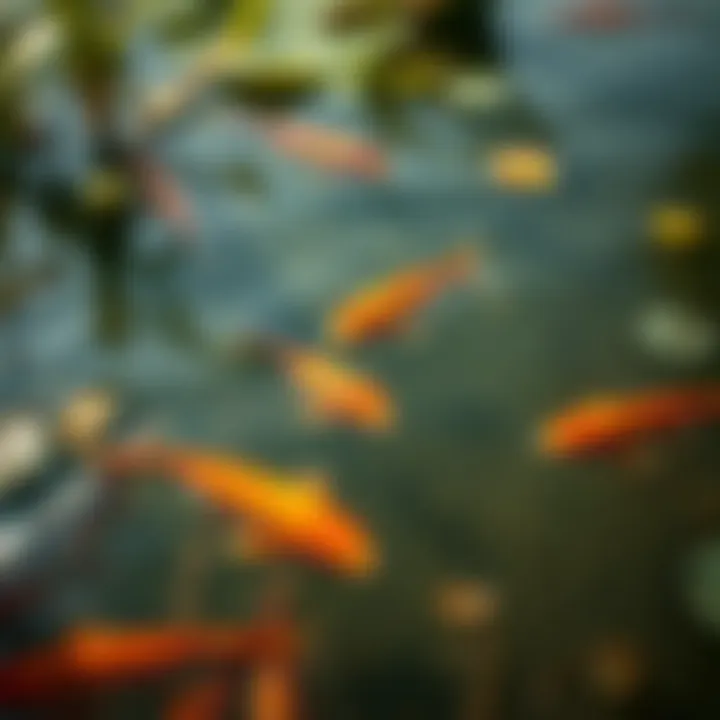 Clarity of Pond Water and Its Inhabitants Close-up of pond water with clear visibility of fish and plants.