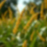 Comprehensive Guide to Yellow Nutsedge Weed Management Introduction