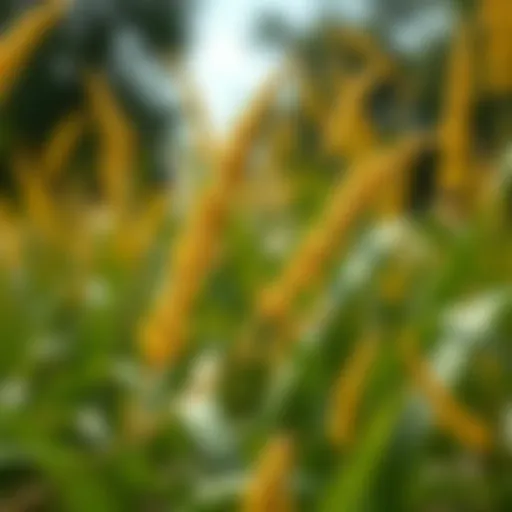 Comprehensive Guide to Yellow Nutsedge Weed Management Introduction