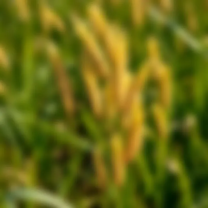 Notable Comprehensive Guide to Yellow Nutsedge Weed Management