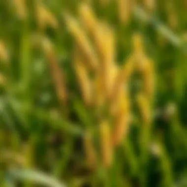 Notable Comprehensive Guide to Yellow Nutsedge Weed Management Notable Comprehensive Guide to Yellow Nutsedge Weed Management