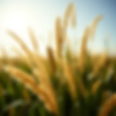 Comprehensive Guide to Yellow Nutsedge Weed Management Summary Comprehensive Guide to Yellow Nutsedge Weed Management Summary