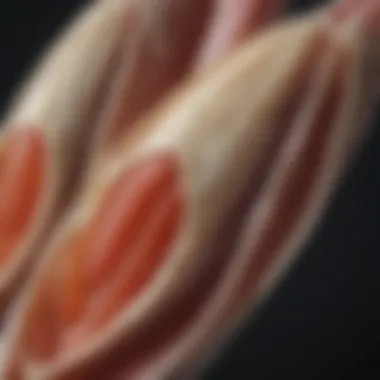A diagram illustrating the anatomy of lamb ear tags highlighting their components.