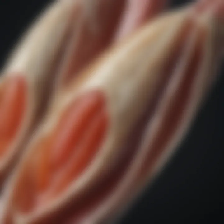 A diagram illustrating the anatomy of lamb ear tags highlighting their components.