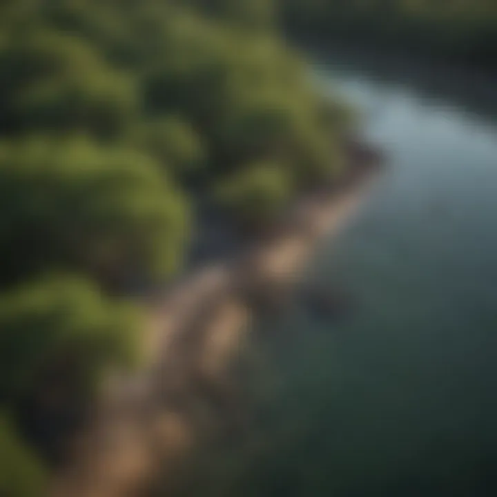 Aerial view of coastal mangroves protecting shorelines