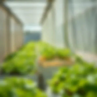 Cost of Grow Bags: An In-Depth Analysis Summary Cost of Grow Bags: An In-Depth Analysis Summary
