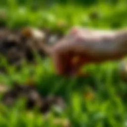 Cultivating a Healthy Lawn: Strategies and Insights Introduction