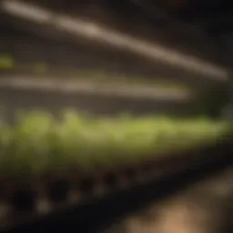 Different types of grow lights arranged for comparison