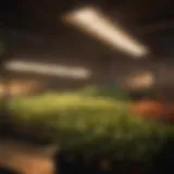 Different types of grow lights showcasing wattage options