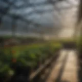 Advanced agricultural lighting setup in a greenhouse