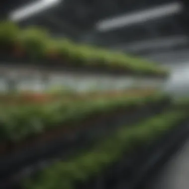 Diverse Plant Selection in NFT Systems Diverse plant selection in NFT hydroponic setups
