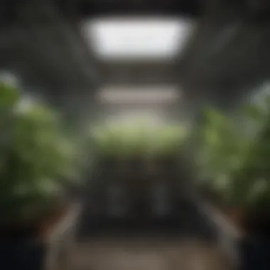 Ensuring Proper Moisture Levels Humidity control solutions in a grow room