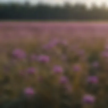Ecological Impact of Purple Weeds Infographic illustrating the ecological impact of purple weeds in various ecosystems