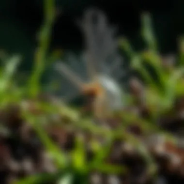Ecosystem Biodiversity: Understanding Its Importance and Implications Summary