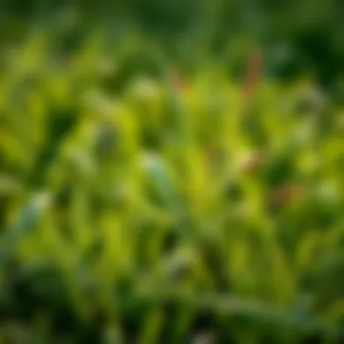 Weeds in Centipede Lawn Common weeds invading a centipede lawn