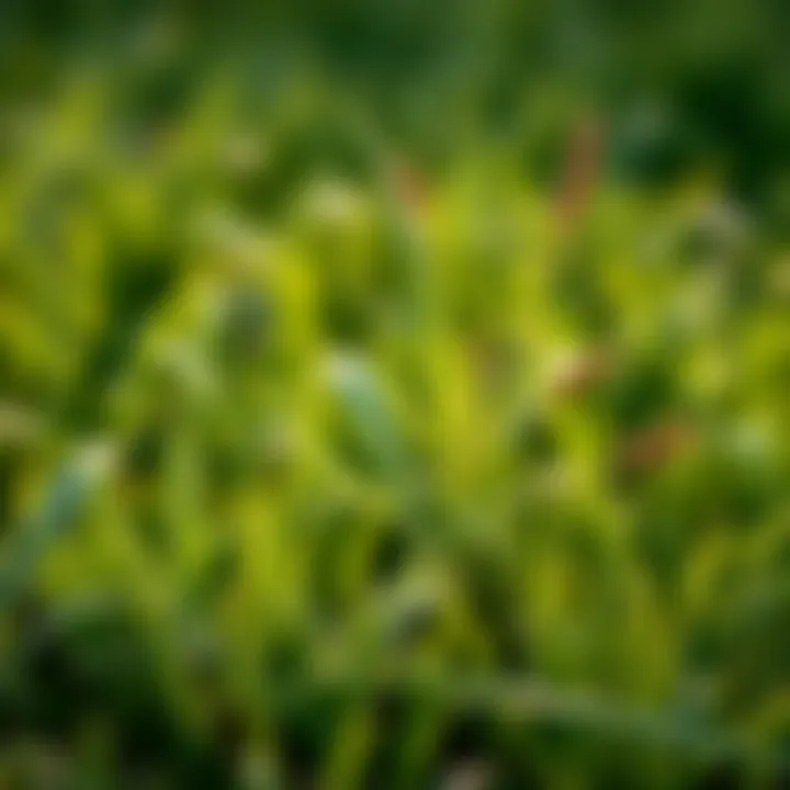 Weeds in Centipede Lawn Common weeds invading a centipede lawn