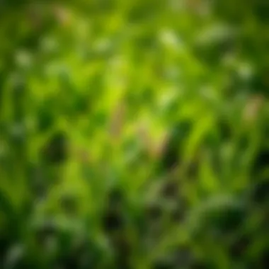 Eco-Friendly Weed Control Eco-friendly weed control techniques in action