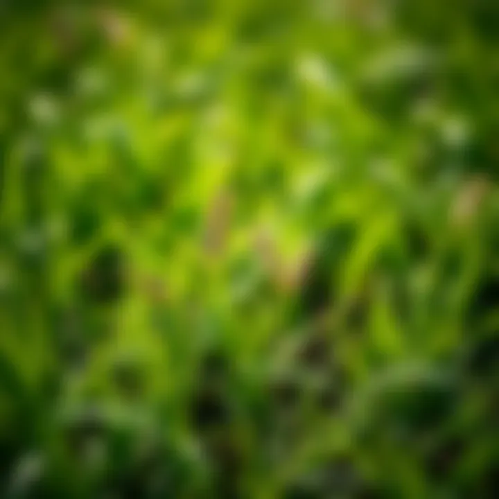 Eco-Friendly Weed Control Eco-friendly weed control techniques in action