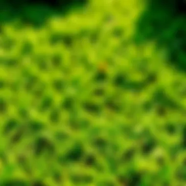 Thriving Centipede Lawn Vibrant centipede lawn thriving with minimal weeds