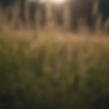 Chemicals and tools for foxtail grass control