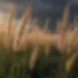 Close-up of foxtail grass with a blurred background