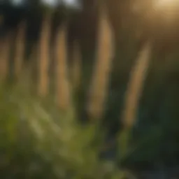 Close-up of foxtail weed