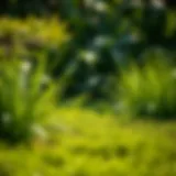 A lush green yard before grass removal