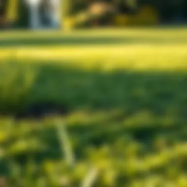 Restored Yard After Grass Removal A yard restored after successful grass removal