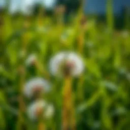 Effective Strategies for Managing Dandelions and Crabgrass: Selecting the Best Weed Killer Introduction