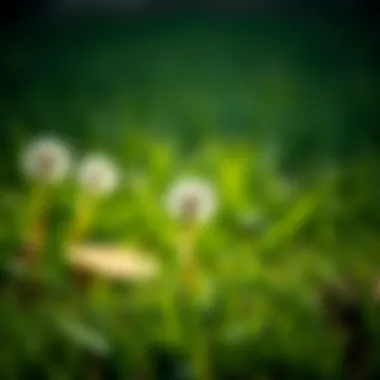 Notable Effective Strategies for Managing Dandelions and Crabgrass: Selecting the Best Weed Killer Notable Effective Strategies for Managing Dandelions and Crabgrass: Selecting the Best Weed Killer