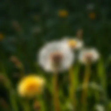 Effective Strategies for Managing Dandelions and Crabgrass: Selecting the Best Weed Killer Summary Effective Strategies for Managing Dandelions and Crabgrass: Selecting the Best Weed Killer Summary