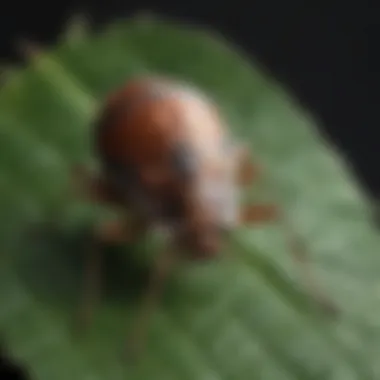 Close-up of a stink bug on a leaf