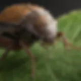 Close-up view of a stink bug on a leaf
