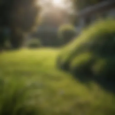 A garden with different methods of Bermuda grass removal laid out