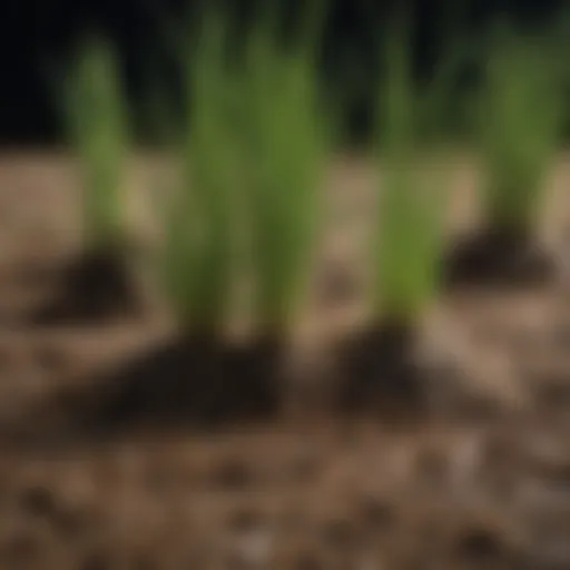 A close-up view of Bermuda grass roots entangled in soil