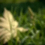 Effective Weed Control Strategies for Lawns Introduction