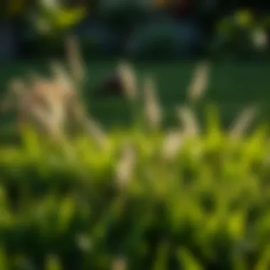 Notable Effective Weed Control Strategies for Lawns