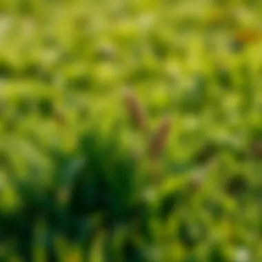 Effective Weed Control Strategies for Lawns Summary