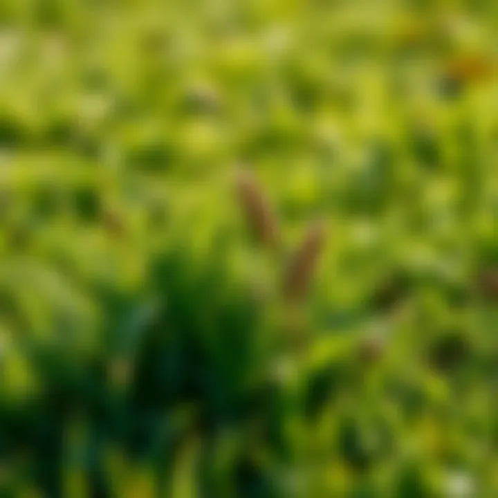 Effective Weed Control Strategies for Lawns Summary