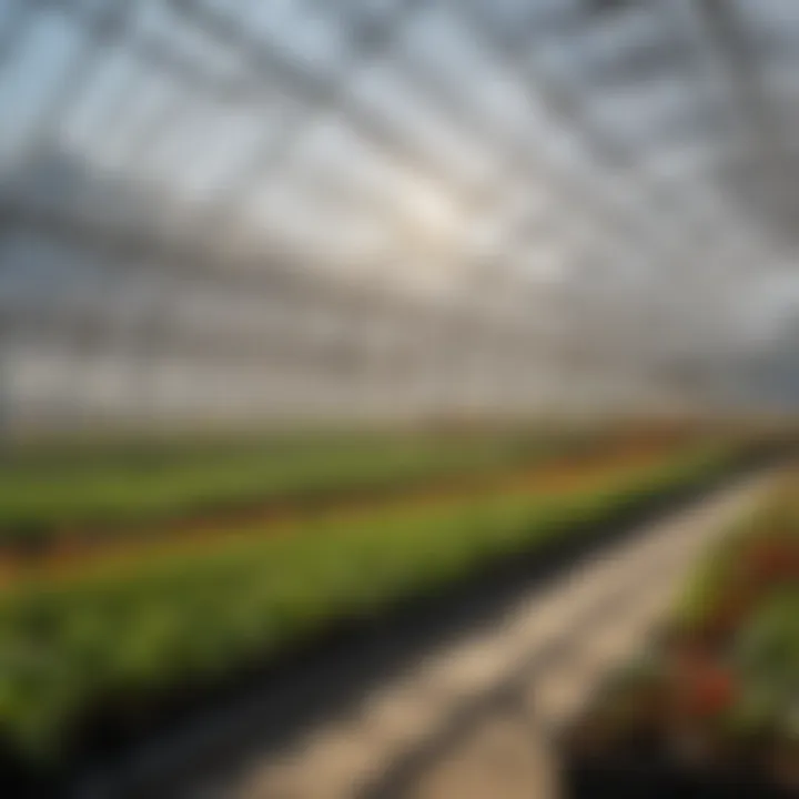 Comparison of energy efficiency in insulated vs. traditional greenhouses