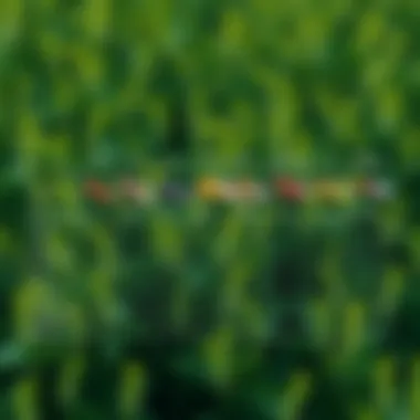 Comparison of Insect Spray Brands A chart comparing different insect spray brands and their effectiveness.