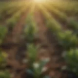 Diverse crop field showcasing various plants coexisting