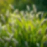 Exploring Blue Bermuda Grass: Characteristics, Benefits, and Management Introduction