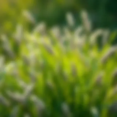 Exploring Blue Bermuda Grass: Characteristics, Benefits, and Management Introduction Exploring Blue Bermuda Grass: Characteristics, Benefits, and Management Introduction
