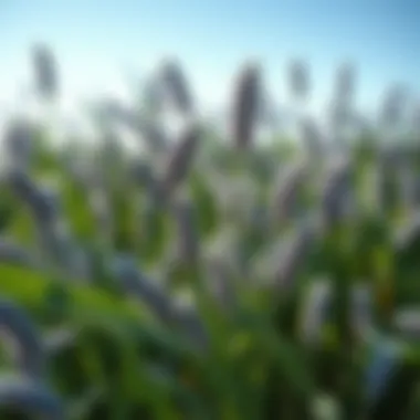 Exploring Blue Bermuda Grass: Characteristics, Benefits, and Management Summary Exploring Blue Bermuda Grass: Characteristics, Benefits, and Management Summary