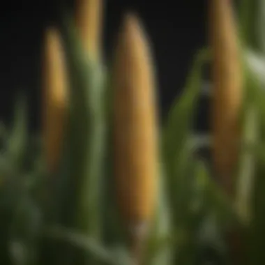 Innovative Breeding Techniques of Brevant Seed Corn An infographic detailing the innovative breeding methods employed by Brevant Seed Corn.