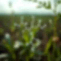 Carboxin chemical structure illustration