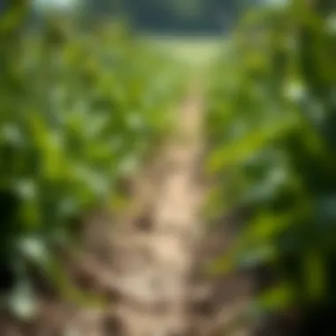 Impact of Carboxin on Crop Health Visual representation of healthy crops treated with carboxin